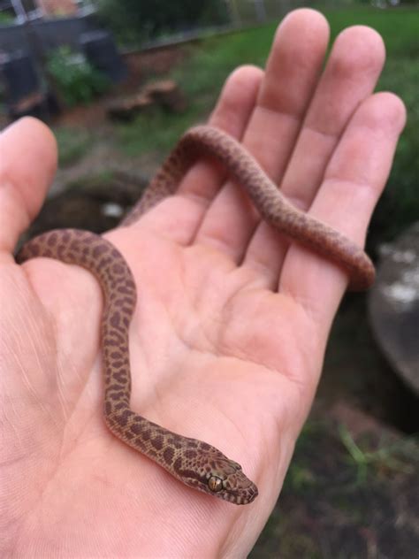 Image result for Children Python Hatchling