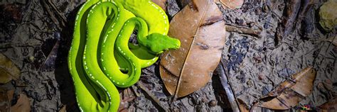Image result for Green Tree Python 4K