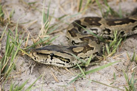 Image result for Cute Brown Python