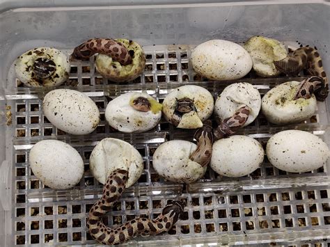 Image result for Baby Python Snake After Hatching