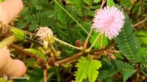 Image result for Touch Me Not Plant Exploding