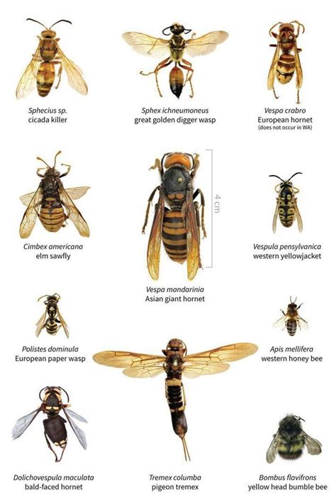 Image result for Bee and Wasp Chart
