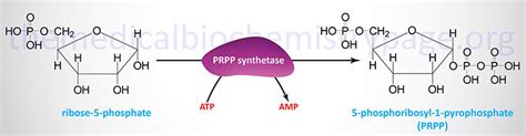 Image result for PRPP Biosynthesis