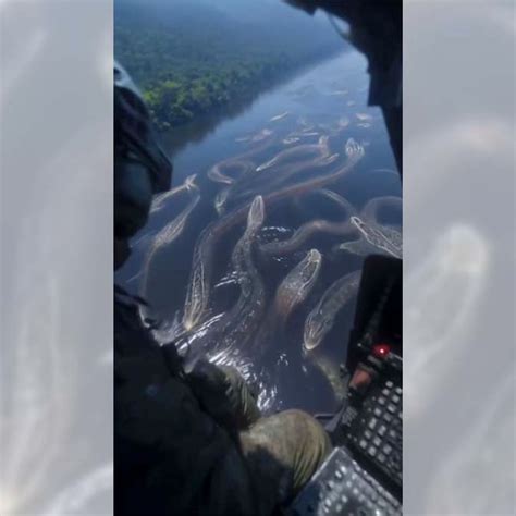 Anaconda in Amazon River ಗಾಗಿ ಇಮೇಜ್ ಫಲಿತಾಂಶ