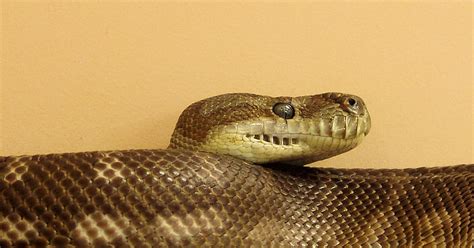 Toradh íomhá ar Central Carpet Python