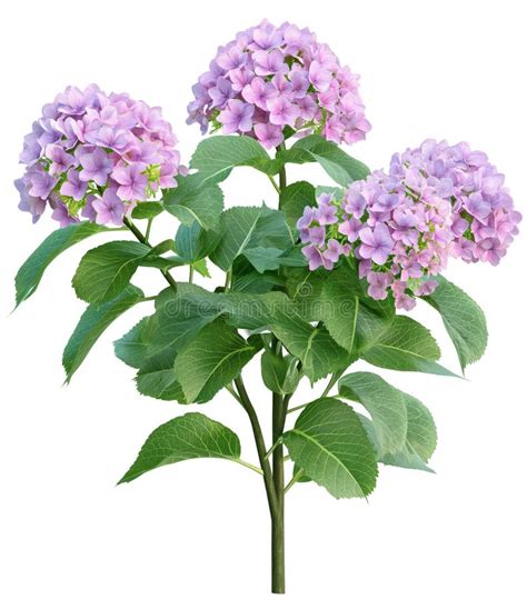 Toradh íomhá ar Briad Hydrangea Broad