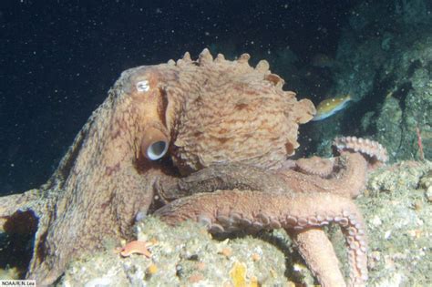 Image result for Octopus Siphon