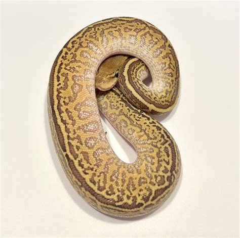 Toradh íomhá ar Lesser Monsoon Ball Python