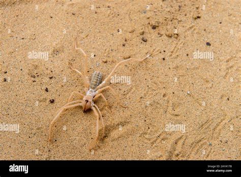 Desert Wheel Spider に対する画像結果