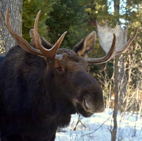Image result for Bull Moose Animal