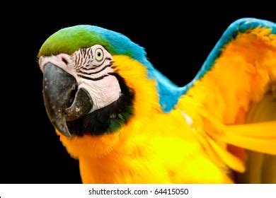 Bildergebnis für Ruby Macaw Art