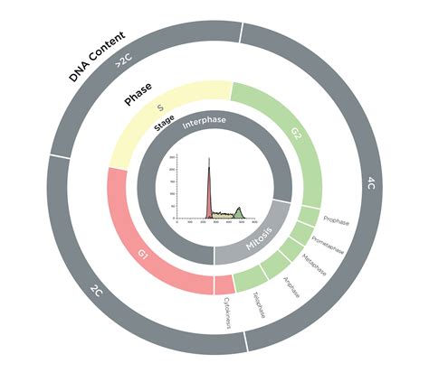 Image result for Flow Cytometry Cell Cycle