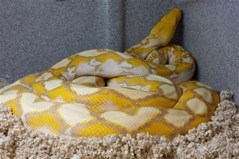 Image result for Dwarf Reticulated Python Morphs