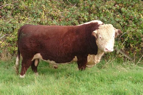 Image result for Cow Hereford Cattle