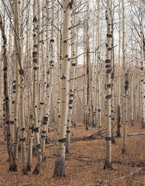 Orange Rust Tree に対する画像結果