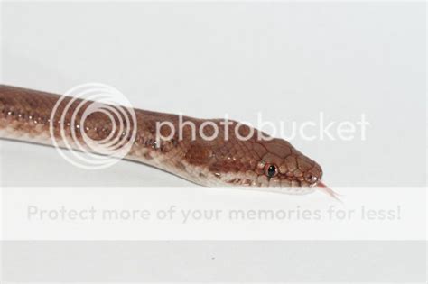 Patternless Pygmy Python ପାଇଁ ପ୍ରତିଛବି ଫଳାଫଳ