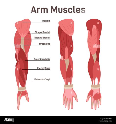Model of Muscles of Arm के लिए छवि परिणाम