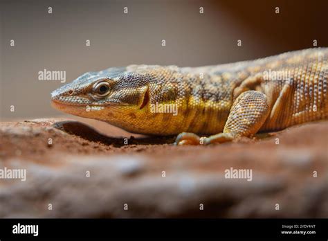 Image result for Australian Monitor Lizard