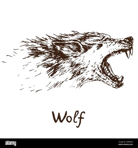 Afbeeldingsresultaten voor Timber Wolf Drawing