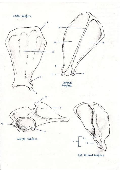 Image result for Scapula Blank
