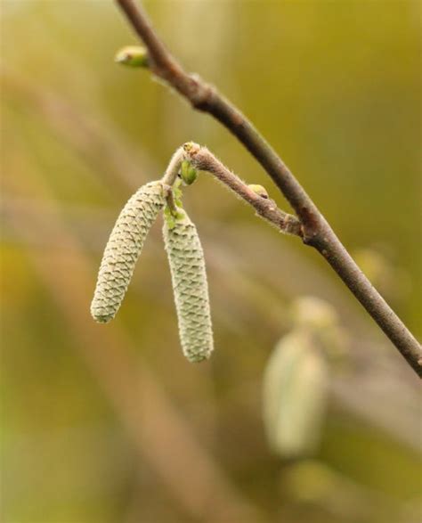Image result for Pine Tree Catkins