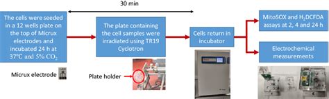 Image result for Workflow Chart for Hetro Labs Process