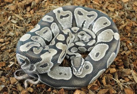 Image result for Aanthic Ball Python
