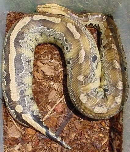 Afbeeldingsresultaten voor Borneo Short Tail Python