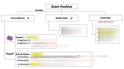 Image result for Gram-positive Algorithm
