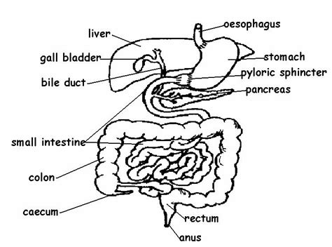 Toradh íomhá ar Life Process Worksheet Digestive System