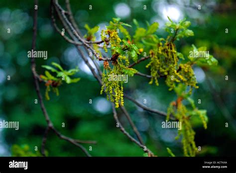 Image result for Pine Tree Catkins