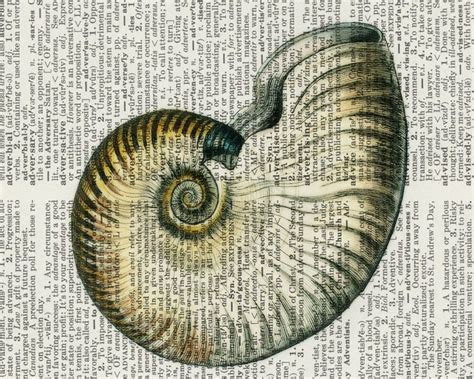 Image result for Shell Fossil Drawing