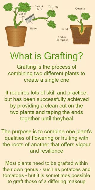 Résultat d’images pour Components of Grafting