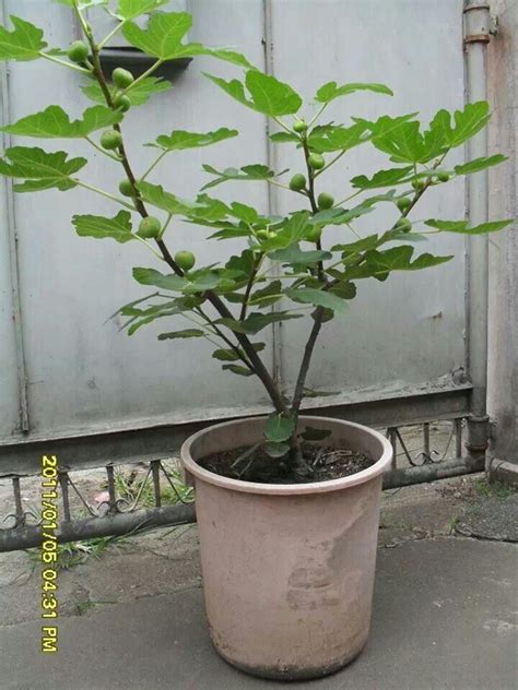 Early Fig Trees に対する画像結果