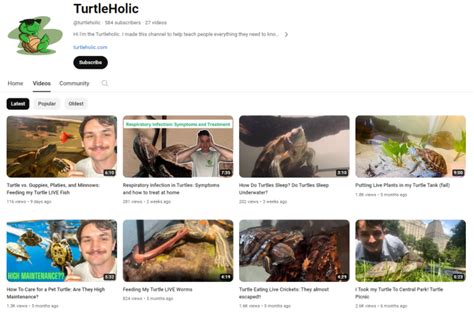 Image result for Shell Rot Turtle Affects