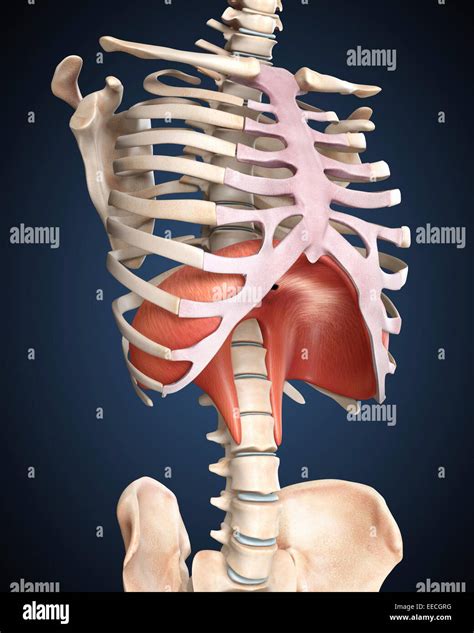 Image result for Diaphragm Gate Design