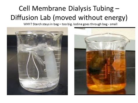 Image result for Cell Structures Diffusion Lab
