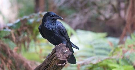 Crow Sounds Different に対する画像結果