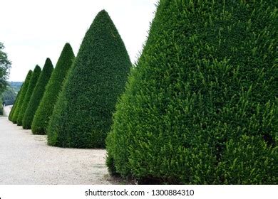Image result for Triangle Shape Tree