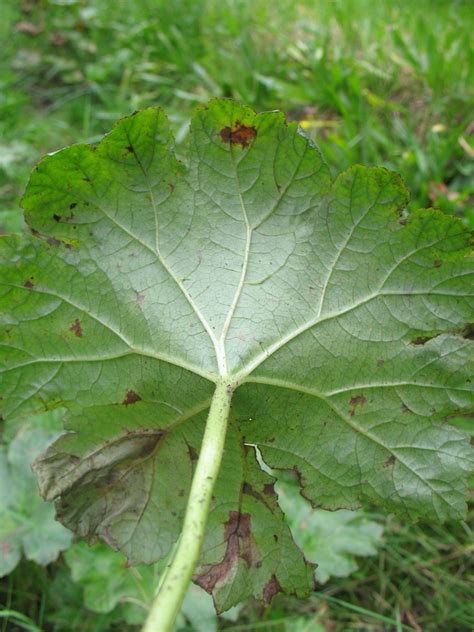 Peltaat Blad に対する画像結果