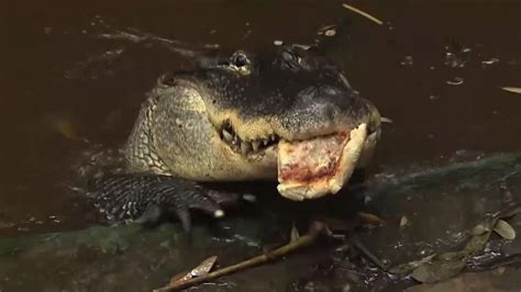 Image result for Guy Eating Pizza in Swamp with Alligator