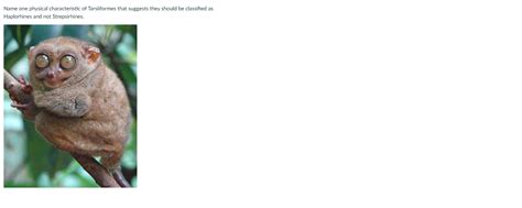 Image result for Tarsiiformes Cladogram