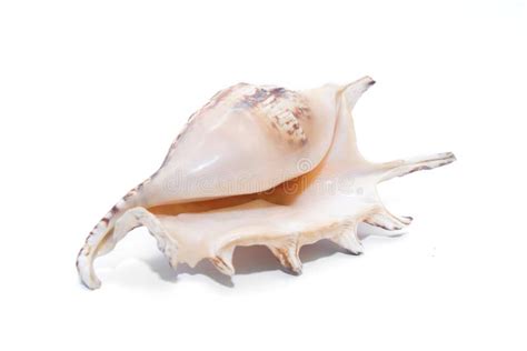 Toradh íomhá ar Conch Shell Texture