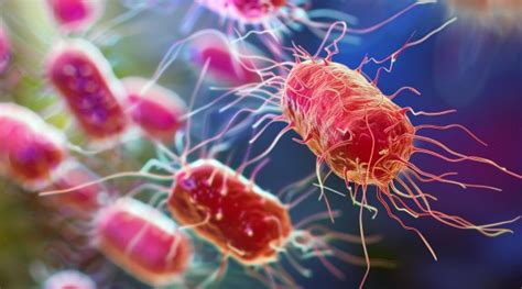 Image result for Legionella
