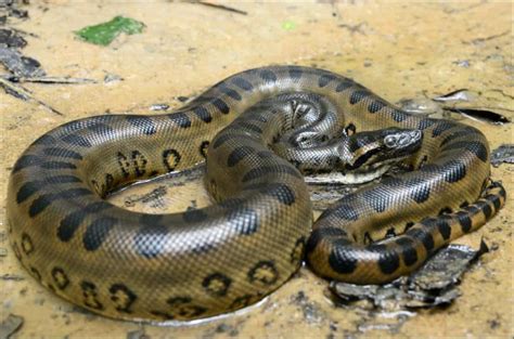 Afbeeldingsresultaten voor Asiatic Rock Python