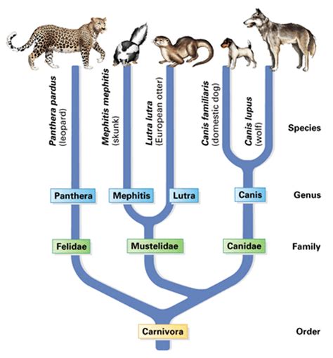 Image result for Dog Evolution Cladogram
