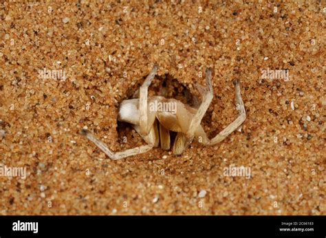 Desert Wheel Spider に対する画像結果