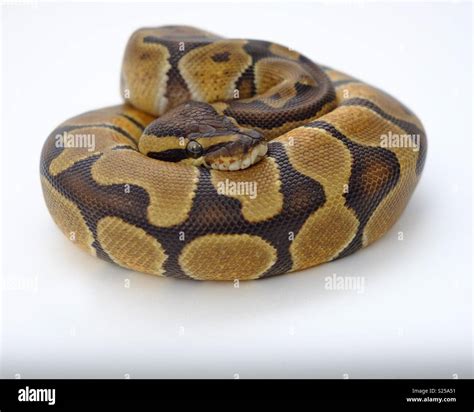 Toradh íomhá ar Python Curled Pic Cartoon