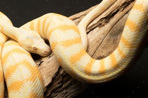 Toradh íomhá ar Python Snake Darwin