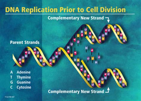 Image result for What Is DNA Replication